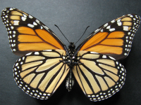 Adult Female Under of Monarch - Danaus plexippus